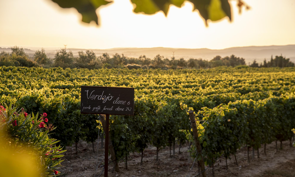 Renaissance Ciceron 2024 Rosé de Syrah